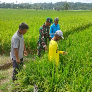 Pendampingan Pertanian, Babinsa Sumbersari Sambangi Kelompok Tani Sari Rezeki