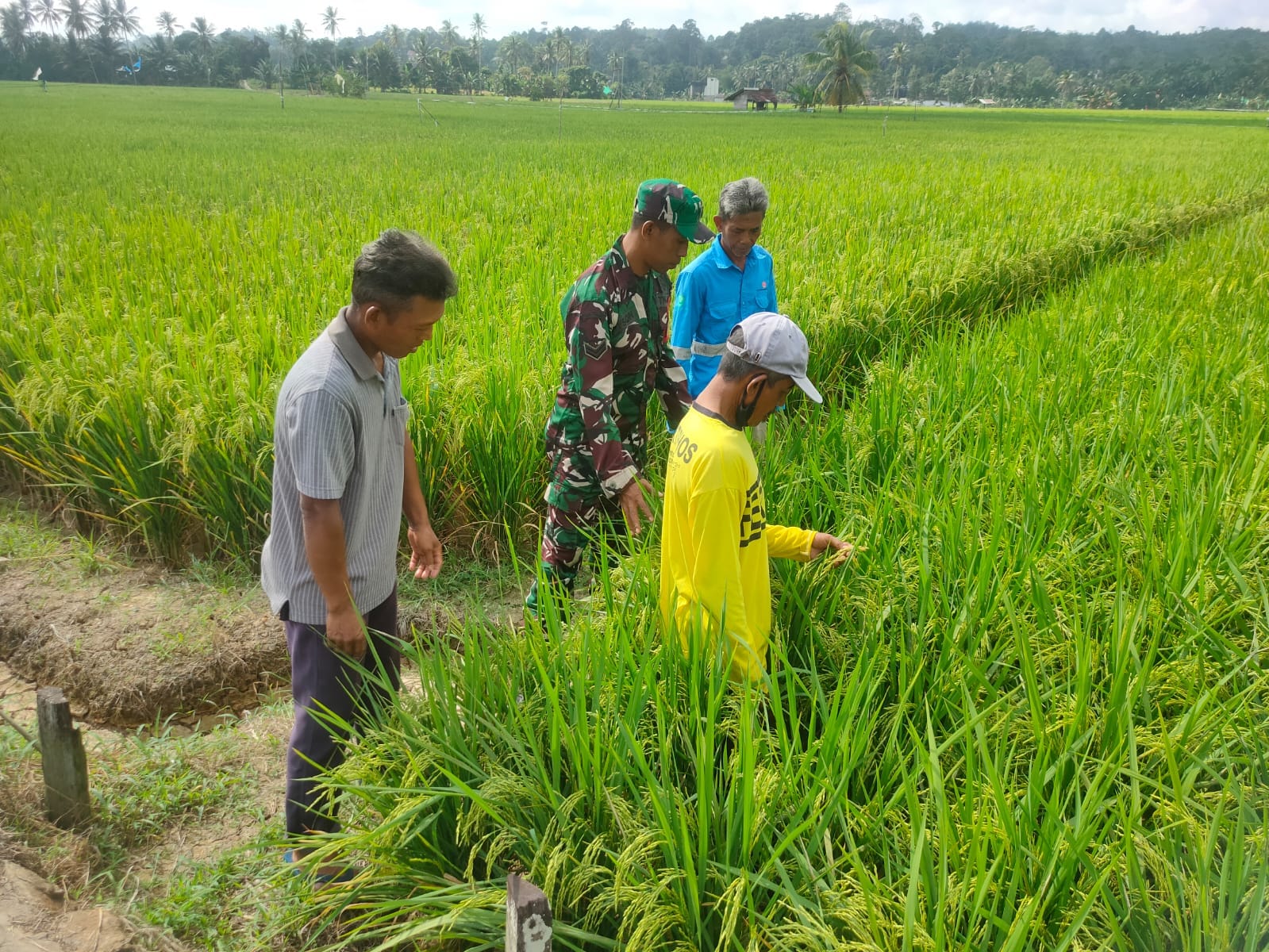 Pendampingan Pertanian, Babinsa Sumbersari Sambangi Kelompok Tani Sari Rezeki