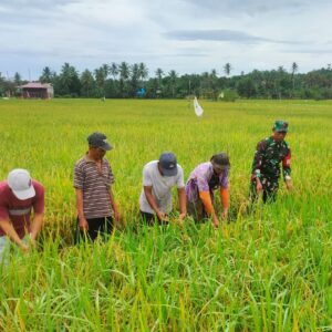 Sinergi Babinsa Sumbersari Bersama Poktan Sari Rezeki Wujudkan Ketahanan Pangan Wilayah