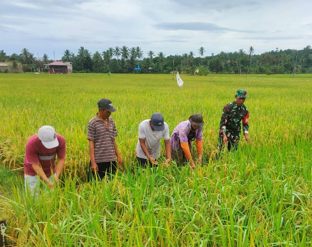 Sinergi Babinsa Sumbersari Bersama Poktan Sari Rezeki Wujudkan Ketahanan Pangan Wilayah