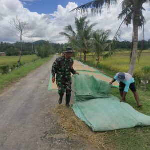 Wujudkan Ketahanan Pangan Di Wilayah, Babinsa Lakukan Pendampingan Panen Padi
