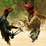 Perjudian Sabung Ayam dan Dadu Marak di Desa Siman Kediri, Warga Resah dan Minta Tindakan Tegas