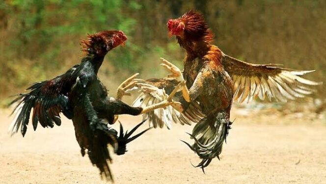Perjudian Sabung Ayam dan Dadu Marak di Desa Siman Kediri, Warga Resah dan Minta Tindakan Tegas