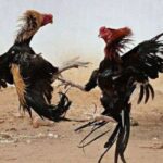 Markas Perjudian Sabung Ayam di Jember Kembali Beroperasi, Masyarakat Kecewa atas Lambannya Tindakan Polres Jember