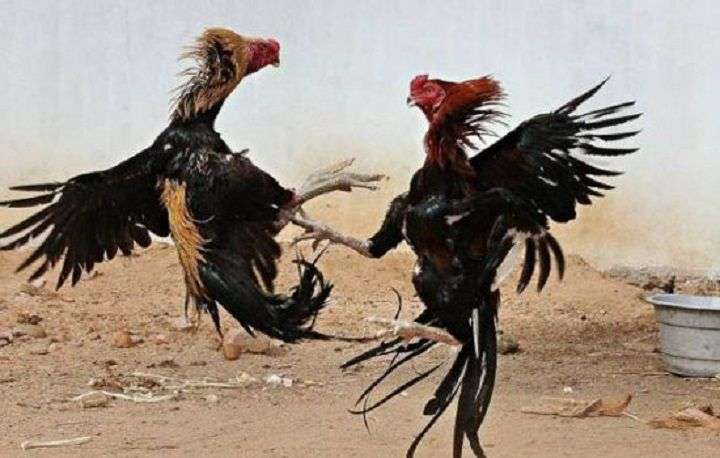 Markas Perjudian Sabung Ayam di Jember Kembali Beroperasi, Masyarakat Kecewa atas Lambannya Tindakan Polres Jember
