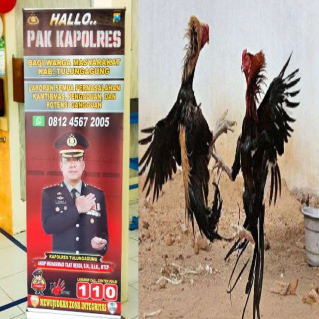 Perjudian Sabung Ayam di Kec. Kedungwaeu Tulungagung Kian Terang-Terangan, Layanan “Lapor Pak Kapolres” Hanya Slogan Kosong?