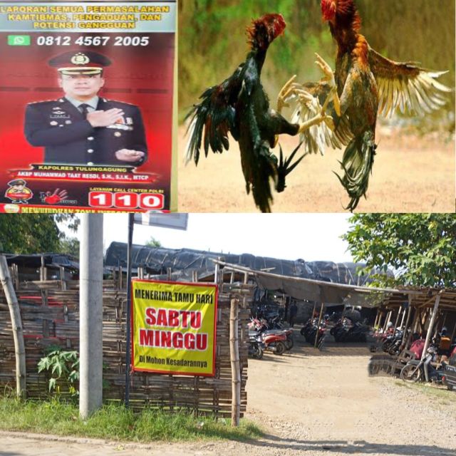Judi Sabung Ayam Kembali Merajalela di Bulusari Tulungagung, Hukum Tak Bertaji, Aparat Diduga Terlibat