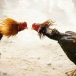 Arena Sabung Ayam di Bulusari Marak, Aparat Diduga Tutup Mata