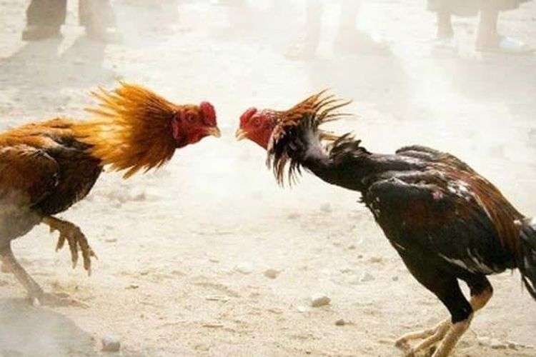 Arena Sabung Ayam di Bulusari Marak, Aparat Diduga Tutup Mata