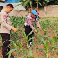 Bhabinkamtibmas Polsek Purwakarta Dampingi Petani Pantau Pertumbuhan Jagung