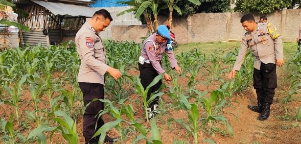 Bhabinkamtibmas Polsek Purwakarta Dampingi Petani Pantau Pertumbuhan Jagung