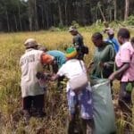 Babinsa Koramil Kuala Kencana Bantu Warga Panen Padi Gogo Untuk Dukung Ketahanan Pangan