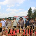 Polres Tuban Kawal Panen Jagung Kuartal III, Fokus Ketahanan Pangan Presiden Prabowo