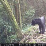 Ekspedisi Macan Tutul Jawa di Sanggabuana Catat Temuan Penting, TNI AD Perkuat Kiprah Pelestarian Alam