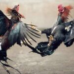 Praktik Perjudian Sabung Ayam dan Judi Dadu di Plemahan Kediri Masih Marak, Polres Dinilai Lemah Praktik Perjudian Sabung Ayam dan Judi Dadu di Plemahan Kediri Masih Marak, Polres Dinilai Lemah