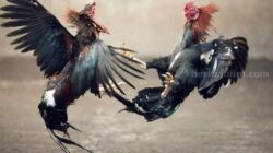 Praktik Perjudian Sabung Ayam Skala Besar di Malang, Lokasi Terbuka tapi Tak Tersentuh Hukum