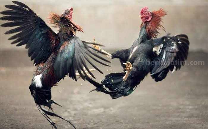 Selorejo Tulungagung Darurat Judi: Sabung Ayam dan Dadu Kopyok Jalan Terus, Aparat Cuek Bebek