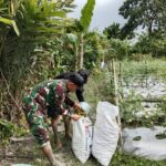 Beri Motivasi Serta Dukungan, Babinsa Koramil Mapurujaya Bantu Salah Satu Petani Binaan Panen Tomat