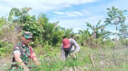 Babinsa Mapurujaya Wujudkan Kepedulian Lewat Komsos dan Pendampingan Petani Cabai Keriting