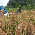 Babinsa Bersama PPL Pertanian Lakukan Pengubinan, Ukur Hasil Padi Babinsa Bersama PPL Pertanian Lakukan Pengubinan, Ukur Hasil Padi