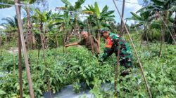 Pendampingan Babinsa Kepada Petani Tomat Sebagai Upaya Meningkatkan Ketahanan Pangan