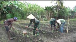 Panen Kebersamaan di Perbatasan: Satgas Kala Hitam dan Warga Giatkan Ketahanan Pangan Panen Kebersamaan di Perbatasan: Satgas Kala Hitam dan Warga Giatkan Ketahanan Pangan
