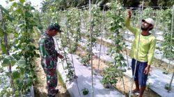 Babinsa Dampingi Petani Hortikultura untuk Perkuat Ketahanan Pangan