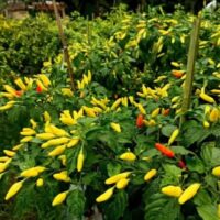 Kisah Tawa dan Syukur di Tengah Ladang Cabai Desa Ngepon, Jatirogo