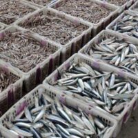 Skema Air Bersih di Pelabuhan Mayangan Dipertanyakan, TKN Desak Audit Menyeluruh