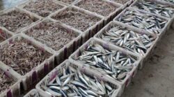 Skema Air Bersih di Pelabuhan Mayangan Dipertanyakan, TKN Desak Audit Menyeluruh