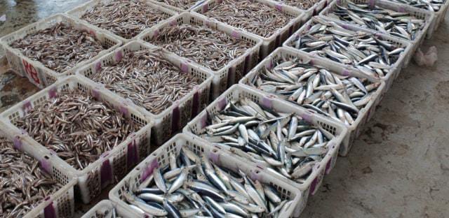 Skema Air Bersih di Pelabuhan Mayangan Dipertanyakan, TKN Desak Audit Menyeluruh Skema Air Bersih di Pelabuhan Mayangan Dipertanyakan, TKN Desak Audit Menyeluruh