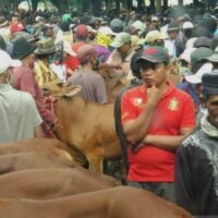 Pembeli dari Luar Kota Jadi Sasaran, Penipuan Jual Beli Sapi di Wonoasih Terjadi Berulang