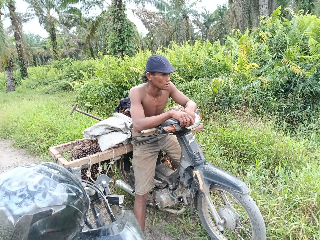 PT. Agrinas Sukaramai Labura Berdayakan Pekerjakan Masyarakat Sekitar, Hadapi Tantangan Pencurian