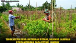 Tingkatkan Kesejahteraan Petani, Babinsa Lakukan Pendampingan pada Petani Lombok