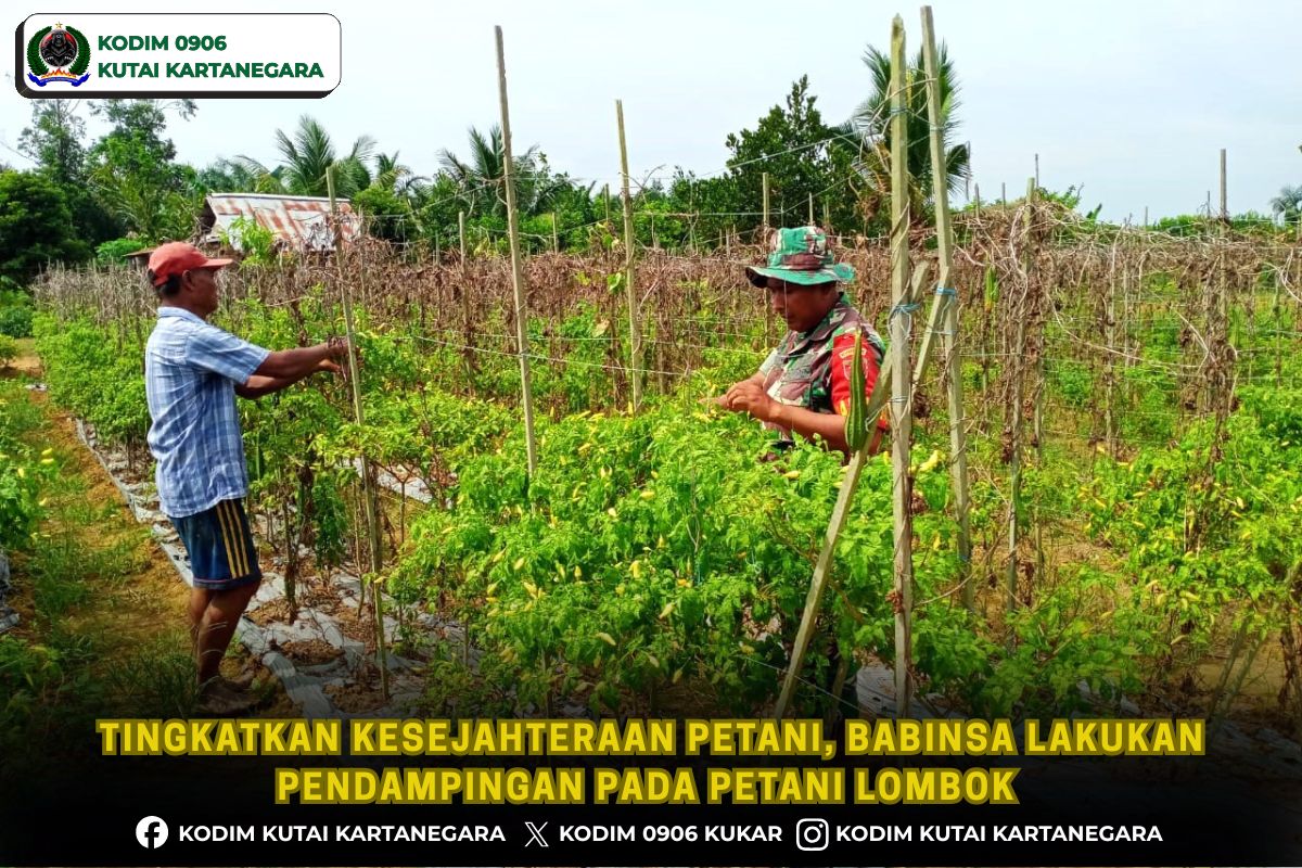 Tingkatkan Kesejahteraan Petani, Babinsa Lakukan Pendampingan pada Petani Lombok