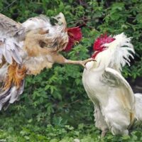 Negara Hadir di Mana? Judi Sabung Ayam Tumbuh Subur di Jawa Timur