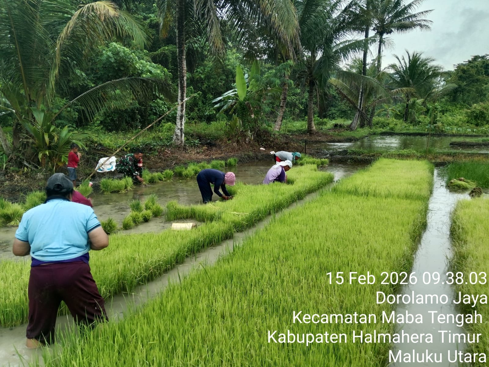Dukung Ketahanan Pangan, Babinsa Koramil 03/Maba Bantu Petani Siapkan Bibit Padi Dukung Ketahanan Pangan, Babinsa Koramil 03/Maba Bantu Petani Siapkan Bibit Padi