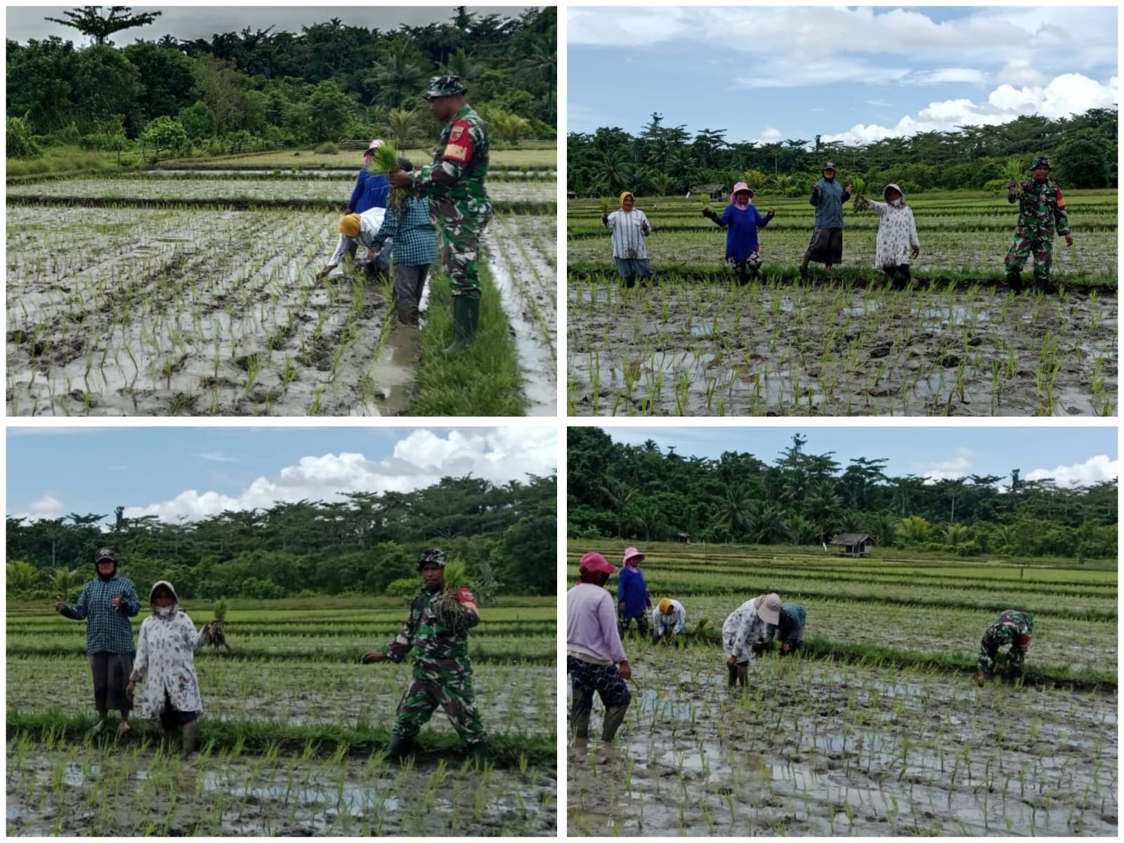 Dukung Ketahanan Pangan, Babinsa Kodim 1505/Tidore Dampingi Petani Tanam Padi