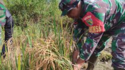 Program Ketahanan Pangan, Kodim 1710/Mimika Panen Padi Perdana