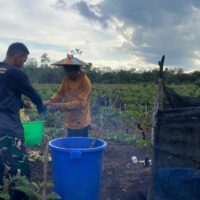 Anggota Satgas TMMD Wiltas Ke-127 Bantu Warga Rawat Tanaman Terong di Linggang Amer