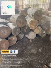 Ironi Penegakan Hukum di Bojonegoro: Kayu Hilang, Negara Rugi, Pelaku Misterius