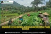 Semangat Gotong Royong, Babinsa Dampingi Petani Panen Sayuran