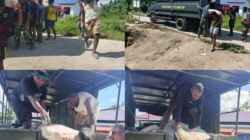 Dengan Penuh Antusias Warga Bantu Angkat Semen di Lokasi TMMD Ke-128 Kodim 1801/Manokwari