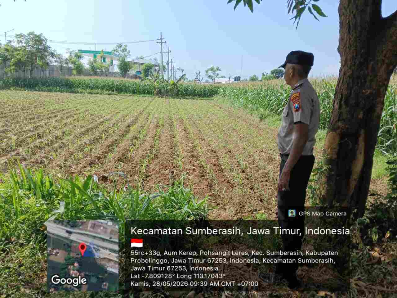 Pendampingan Polisi di Lahan Jagung Probolinggo Kota Jadi Bukti Nyata Dukungan untuk Petani