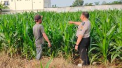Dukungan Nyata untuk Petani, Polisi Probolinggo Kota Kawal Lahan Jagung Warga
