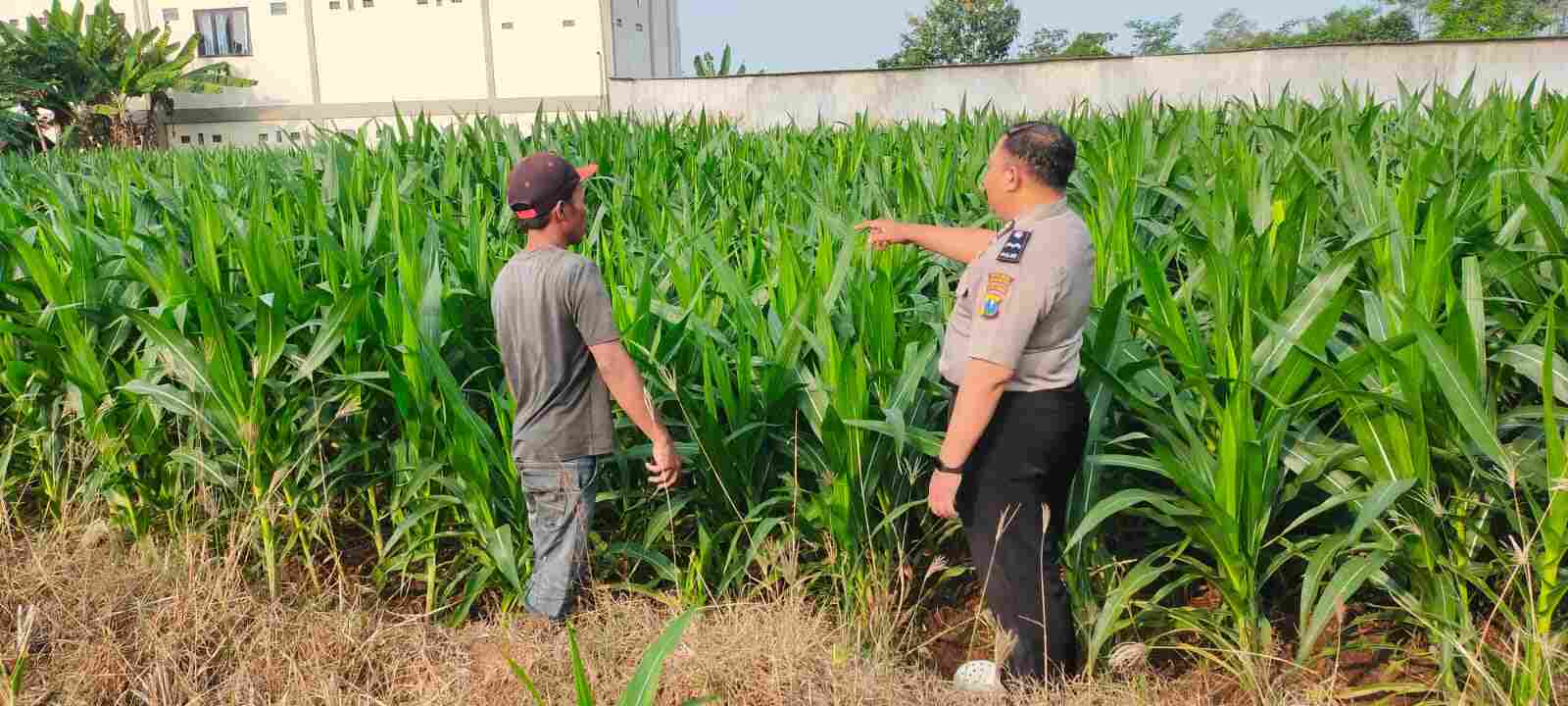 Dukungan Nyata untuk Petani, Polisi Probolinggo Kota Kawal Lahan Jagung Warga