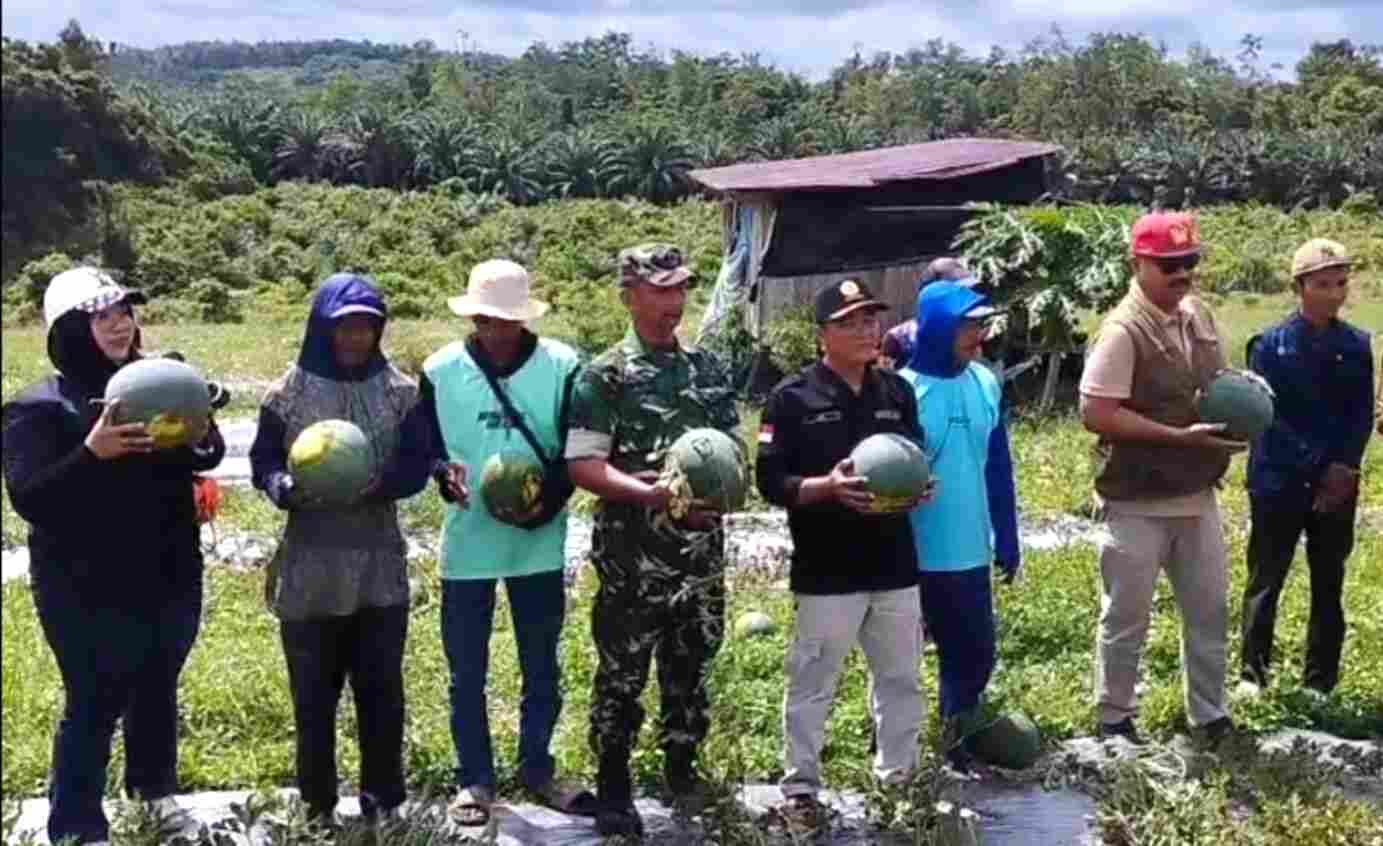 Babinsa Dampingi Ketua KTNA Panen Semangka Wujudkan Ketahanan Pangan di wilayah