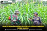 Jaga Ketahanan Pangan Di Wilayah, Babinsa Dampingi Petani Jagung