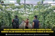 Wujud Kebersamaan, Babinsa Aktif Dampingi Petani Gambas Dalam Mendukung Ketahanan Pangan Di Wilayah
