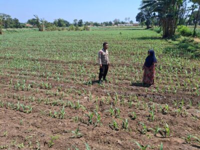Polisi Dampingi Petani di Sumber Wetan, Kawal Program Ketahanan Pangan dari Lahan Jagung Binaan Polisi Dampingi Petani di Sumber Wetan, Kawal Program Ketahanan Pangan dari Lahan Jagung Binaan